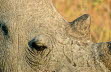 SA_Rhino_Auge
