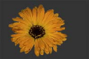 Blumensymbol