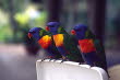 Aus_1_Parrots_700