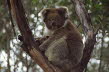 Aus_koala_700